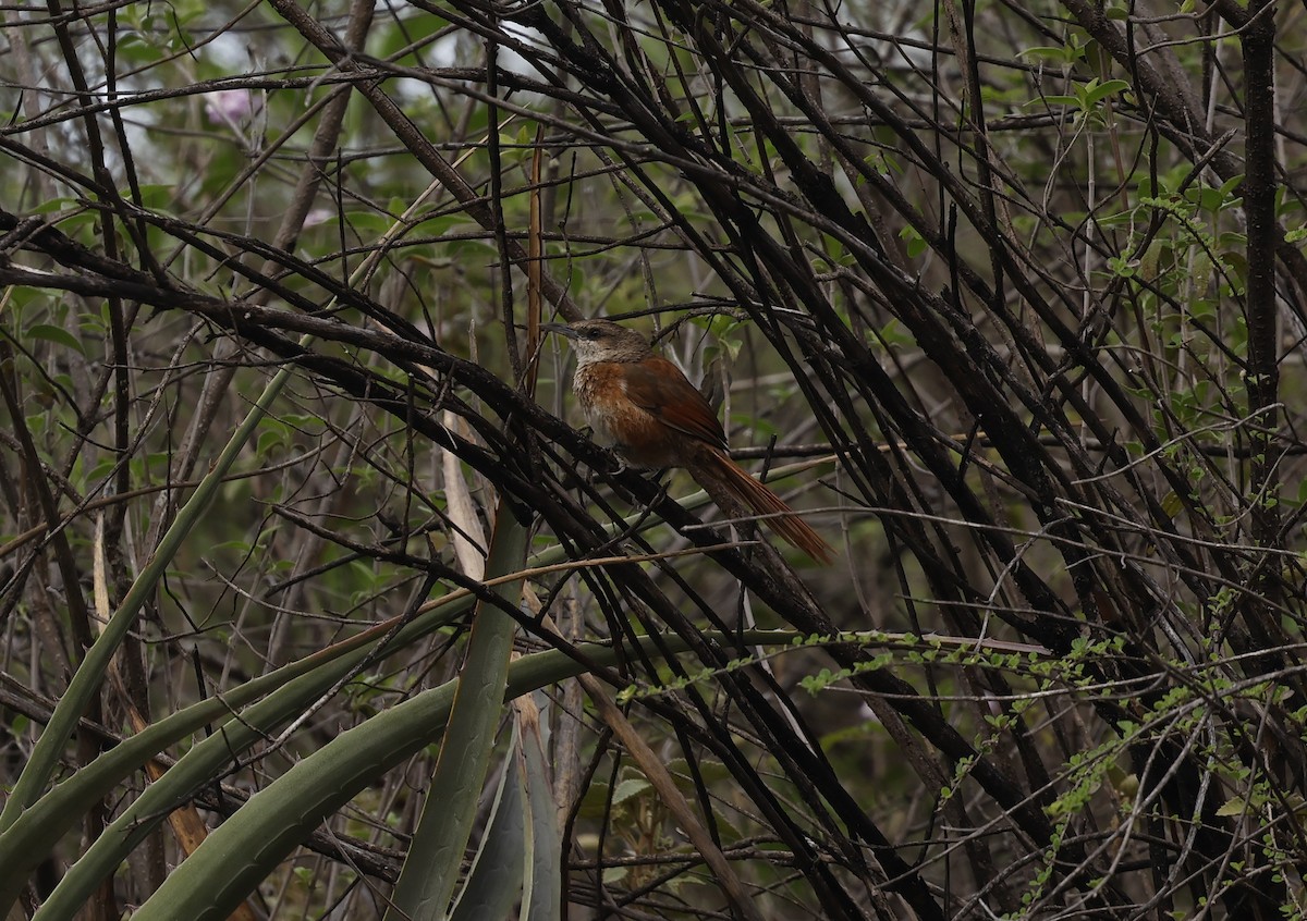 Chestnut-backed Thornbird - ML646562874