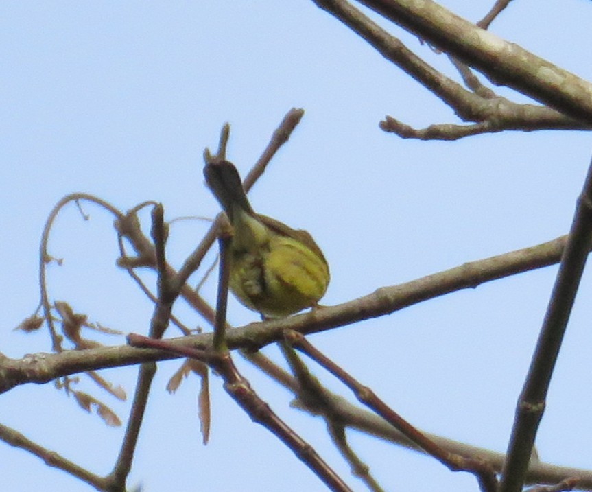 Prairie Warbler - ML646562875