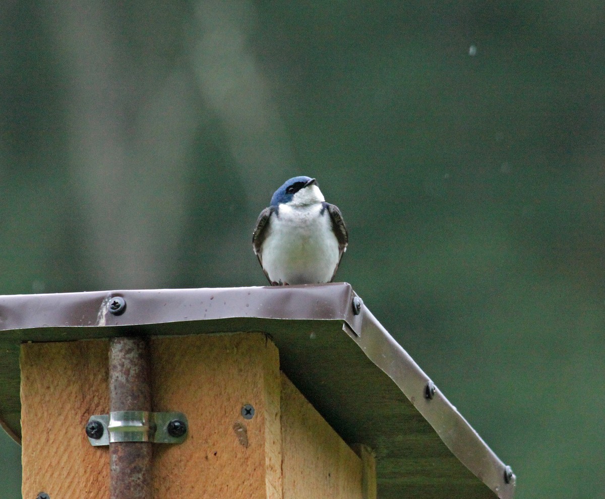 Tree Swallow - ML646562876