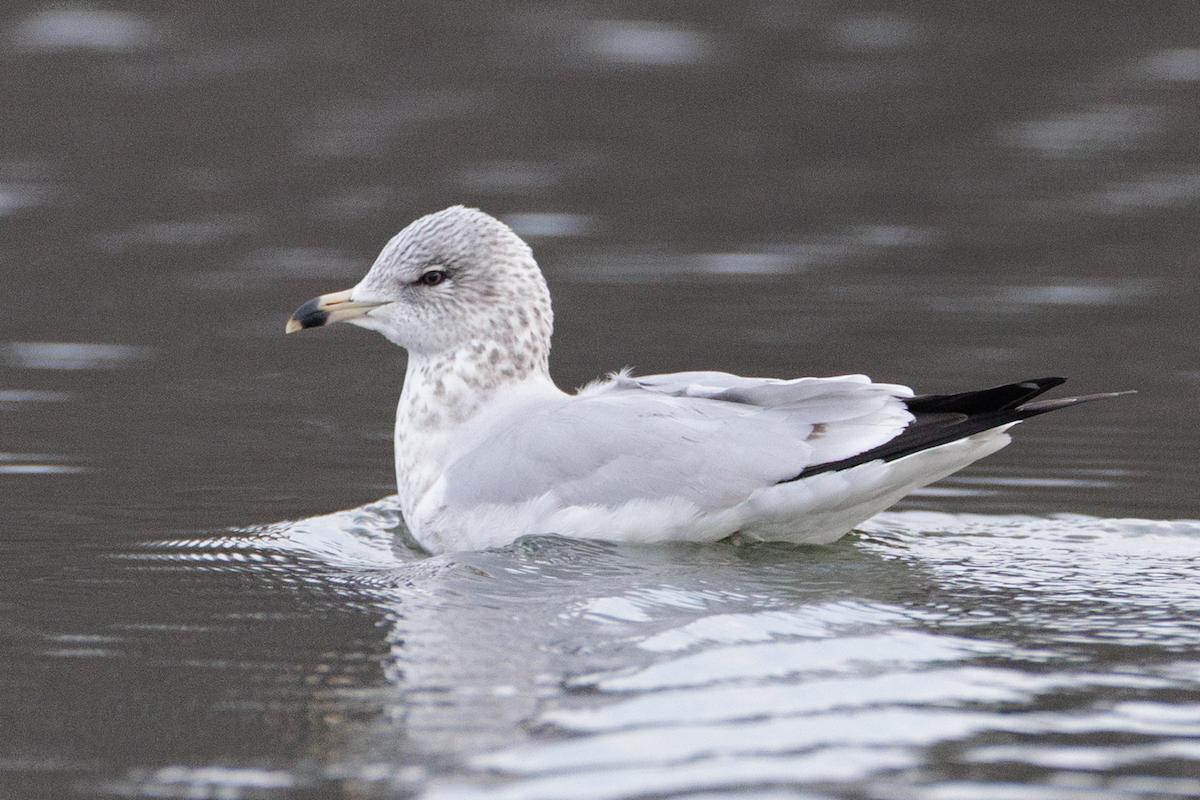 racek kroužkozobý - ML646562877