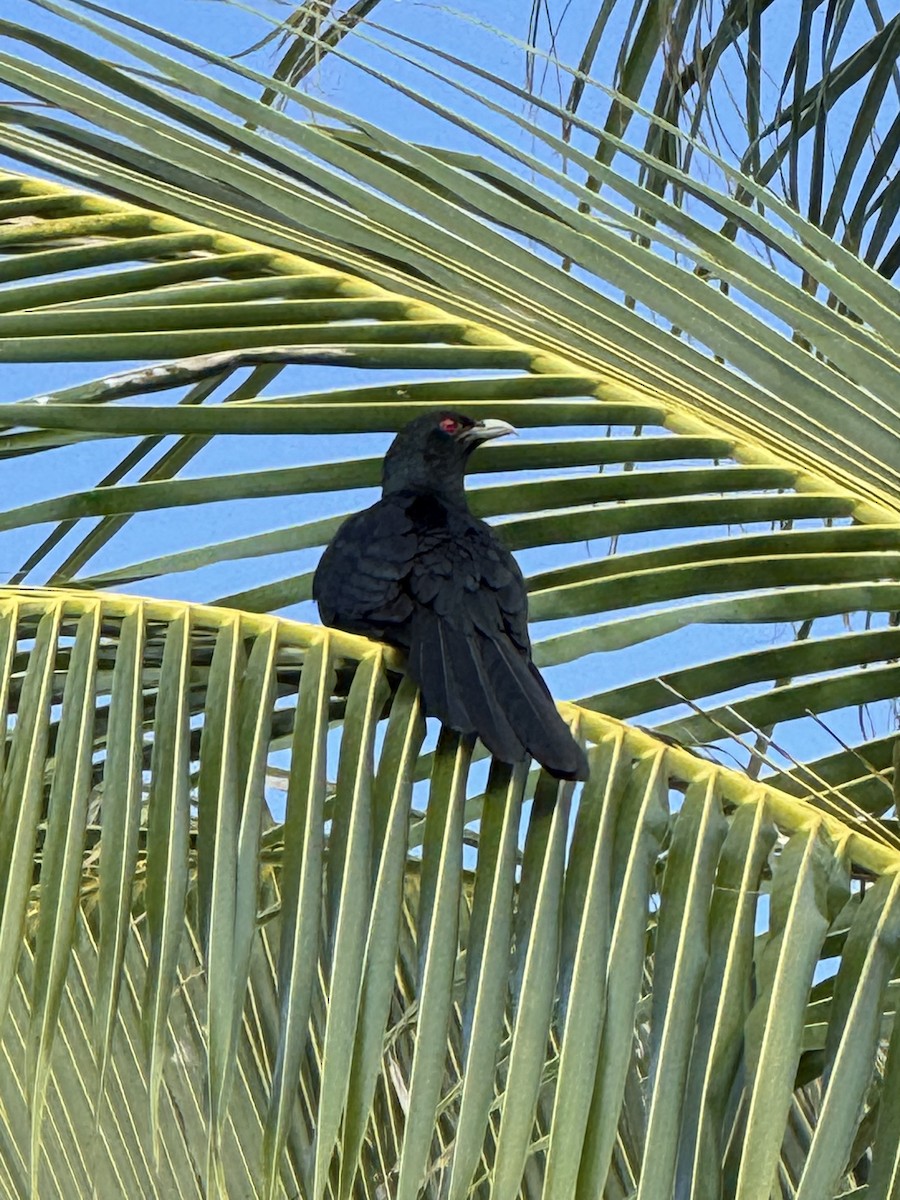 Asienkoel - ML646562878