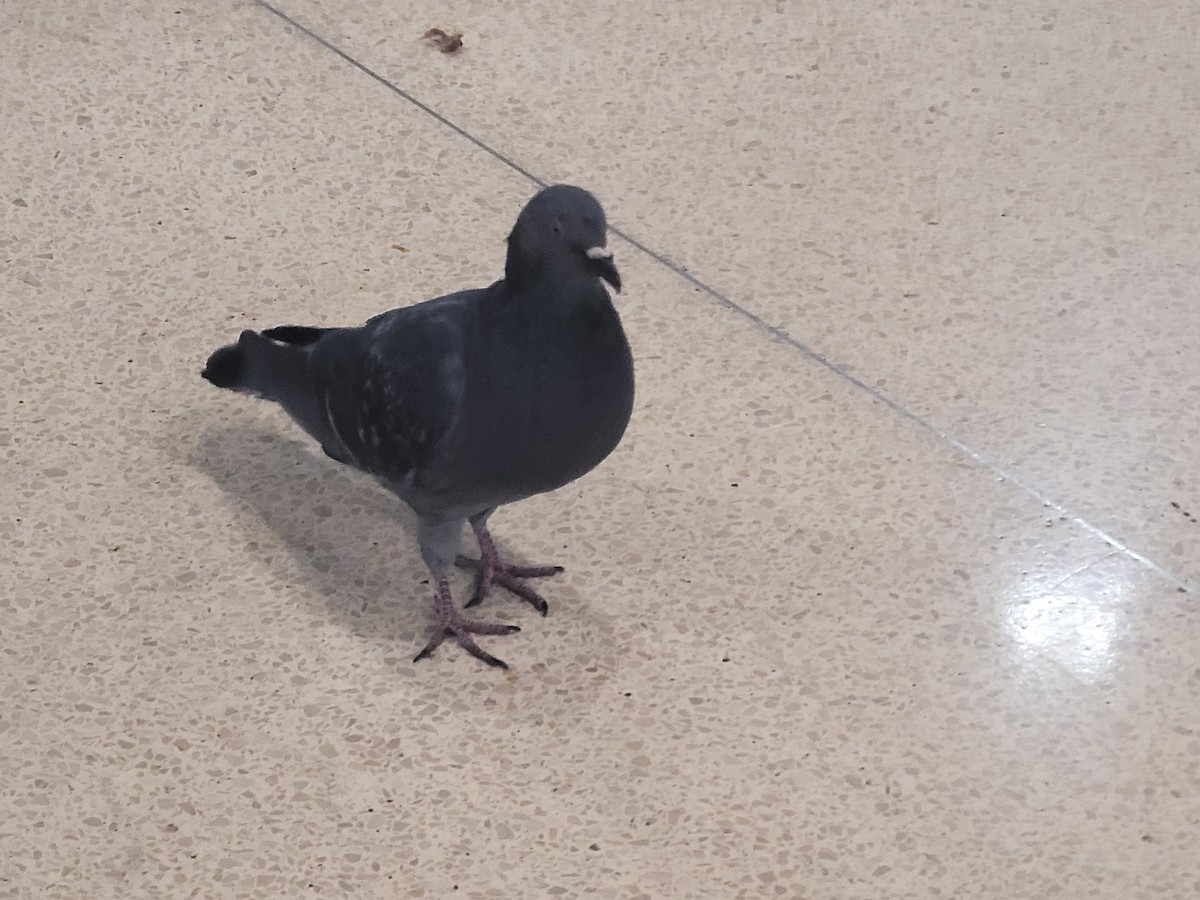 カワラバト（ドバト、家畜型） - ML646562879