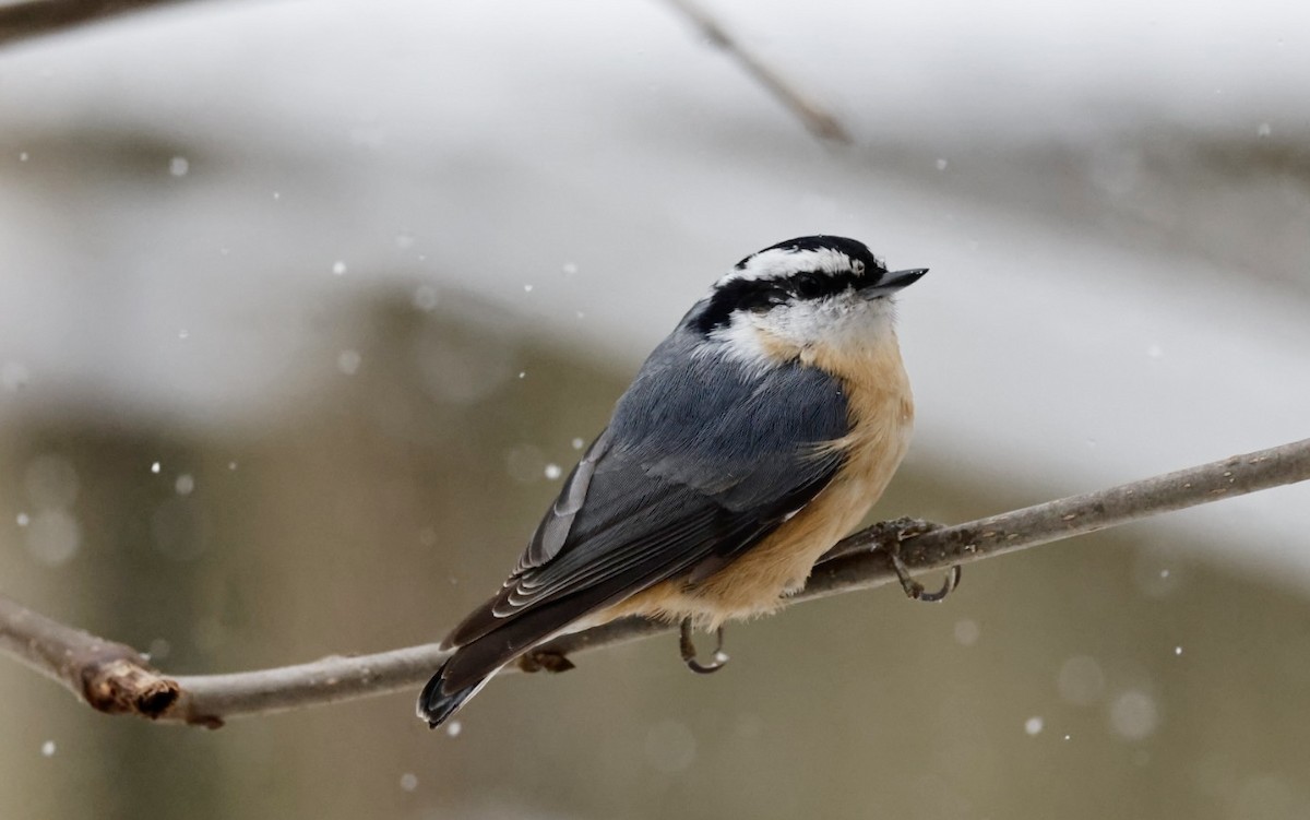 brhlík americký - ML646562880