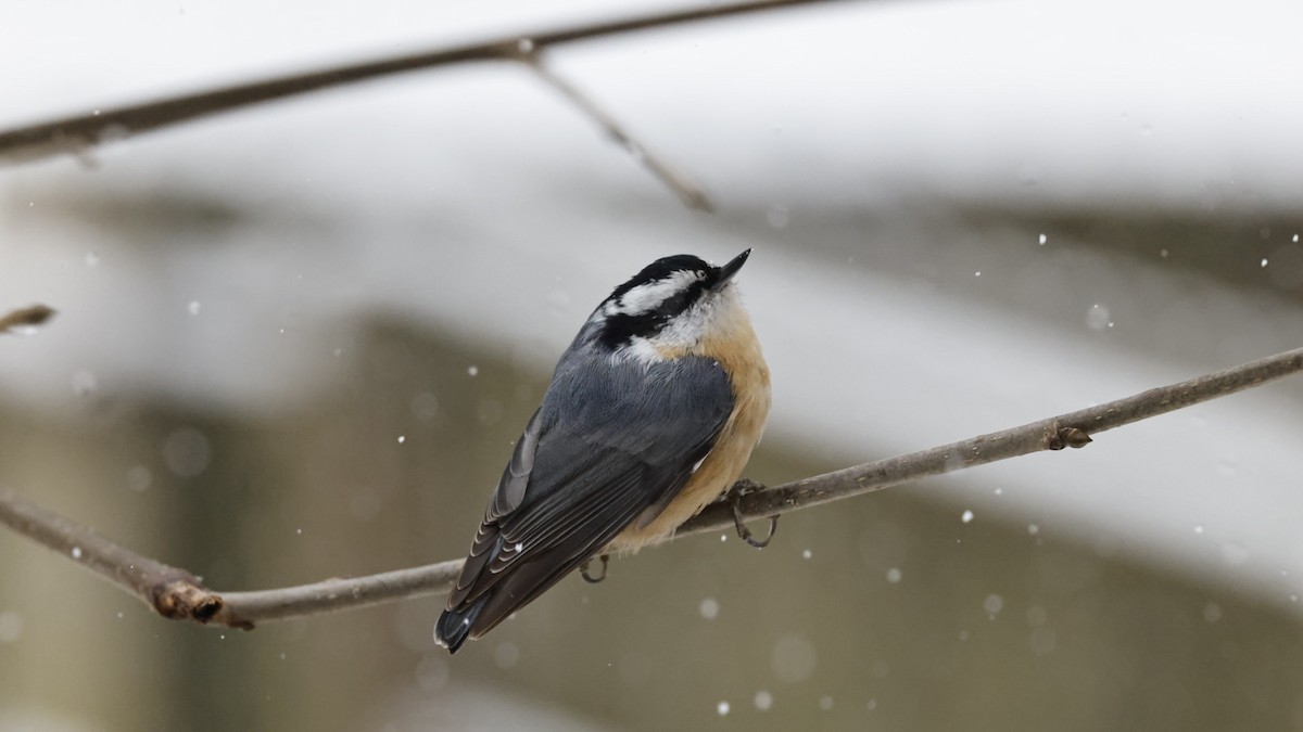 brhlík americký - ML646562881