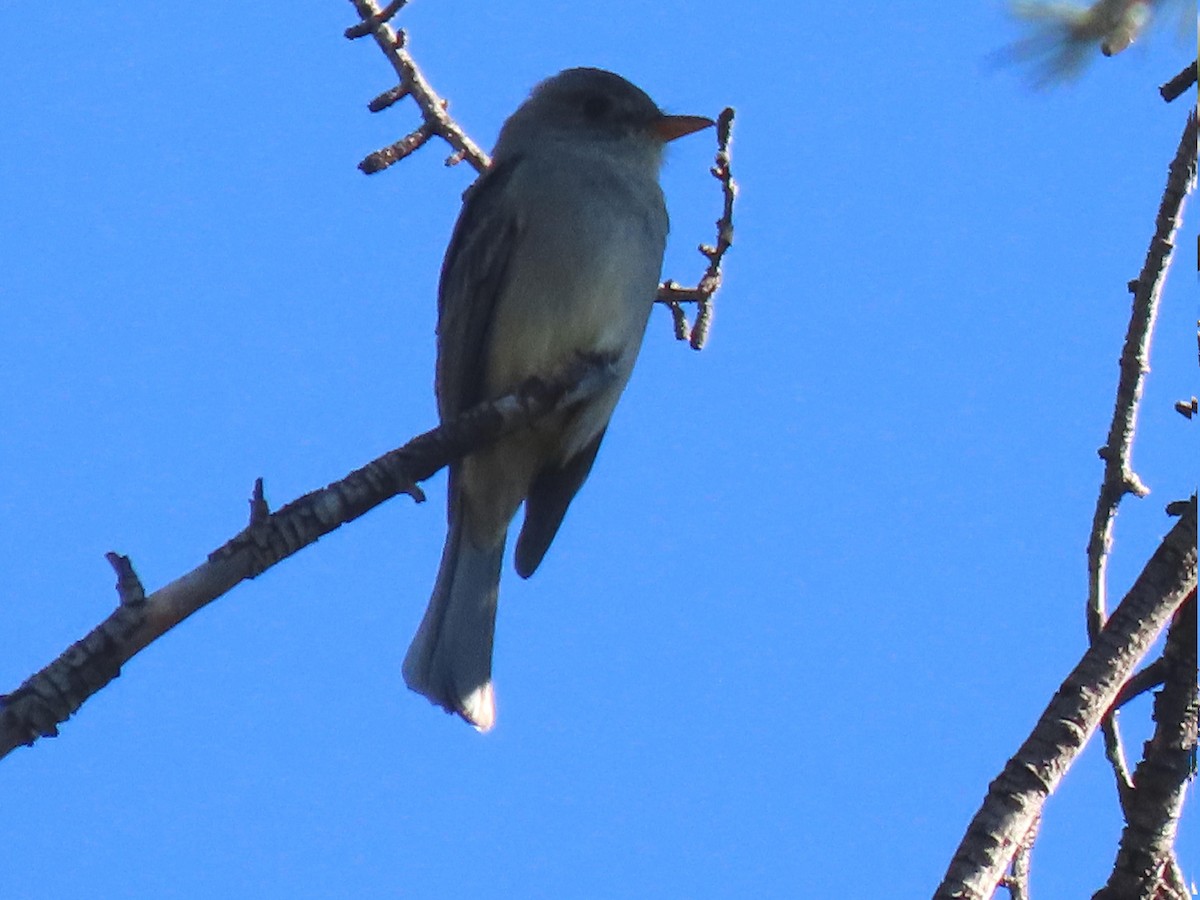 Greater Pewee - ML646562883