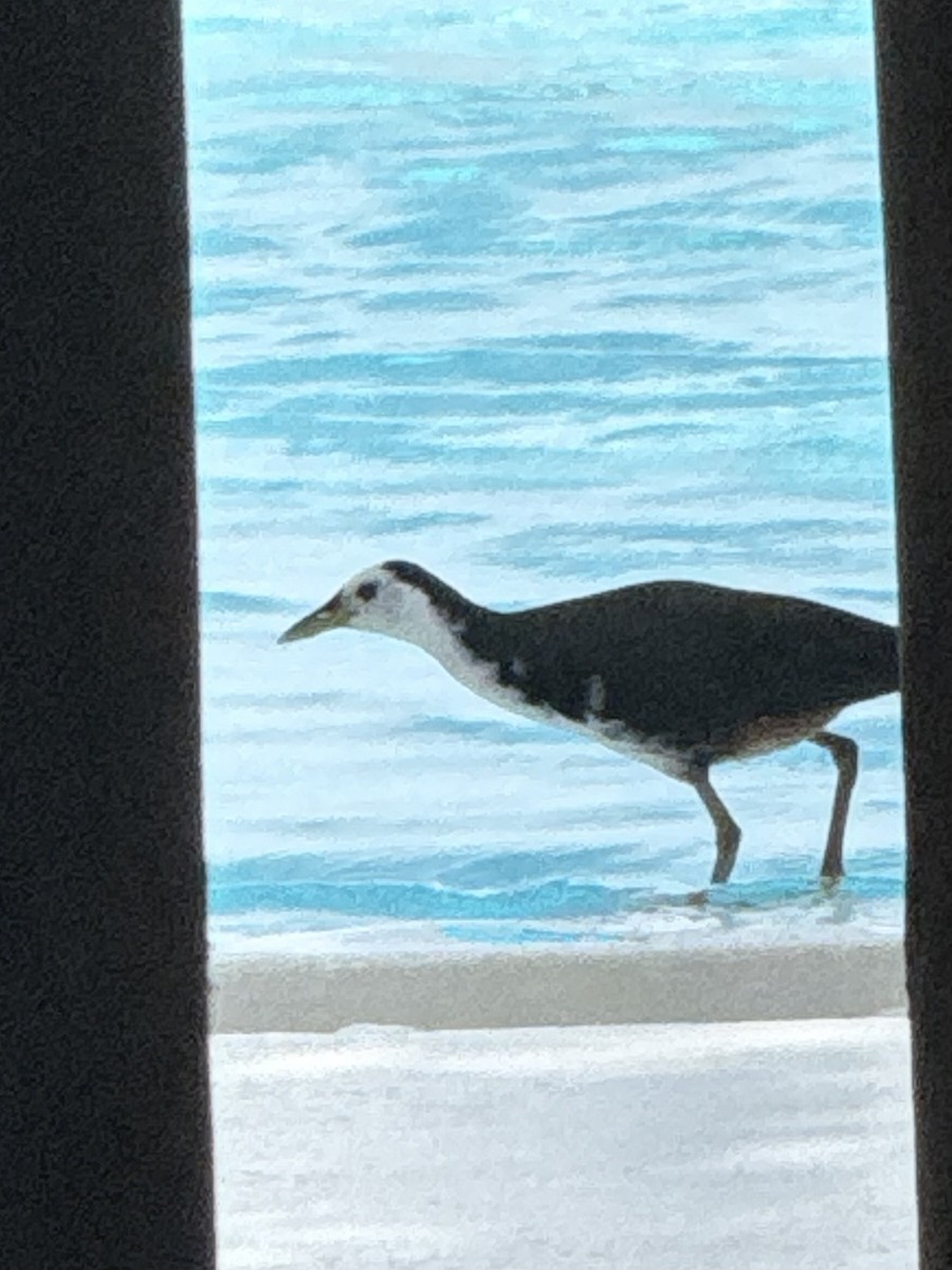 Weißbrust-Kielralle - ML646562890