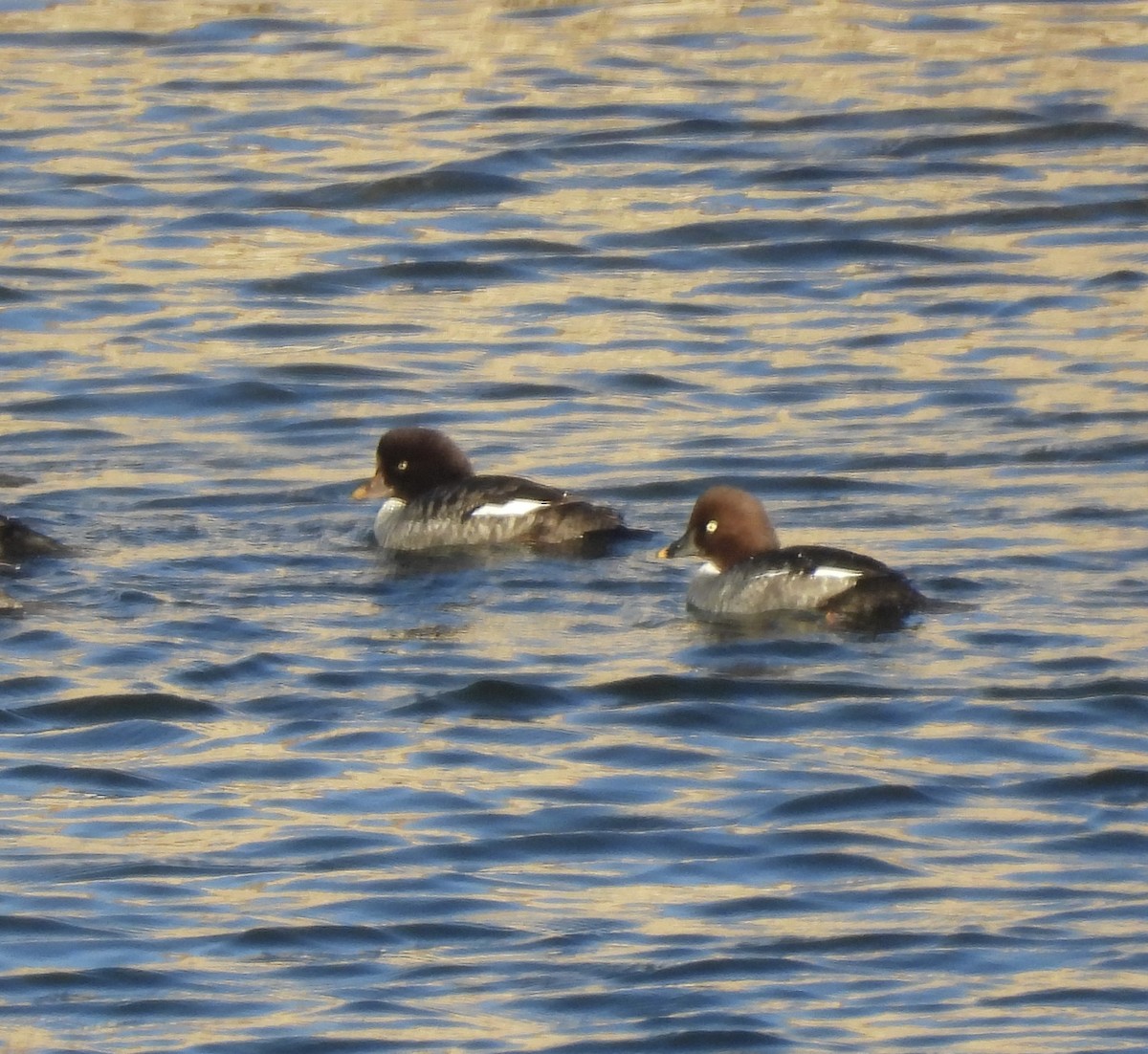 キタホオジロガモ - ML646562893