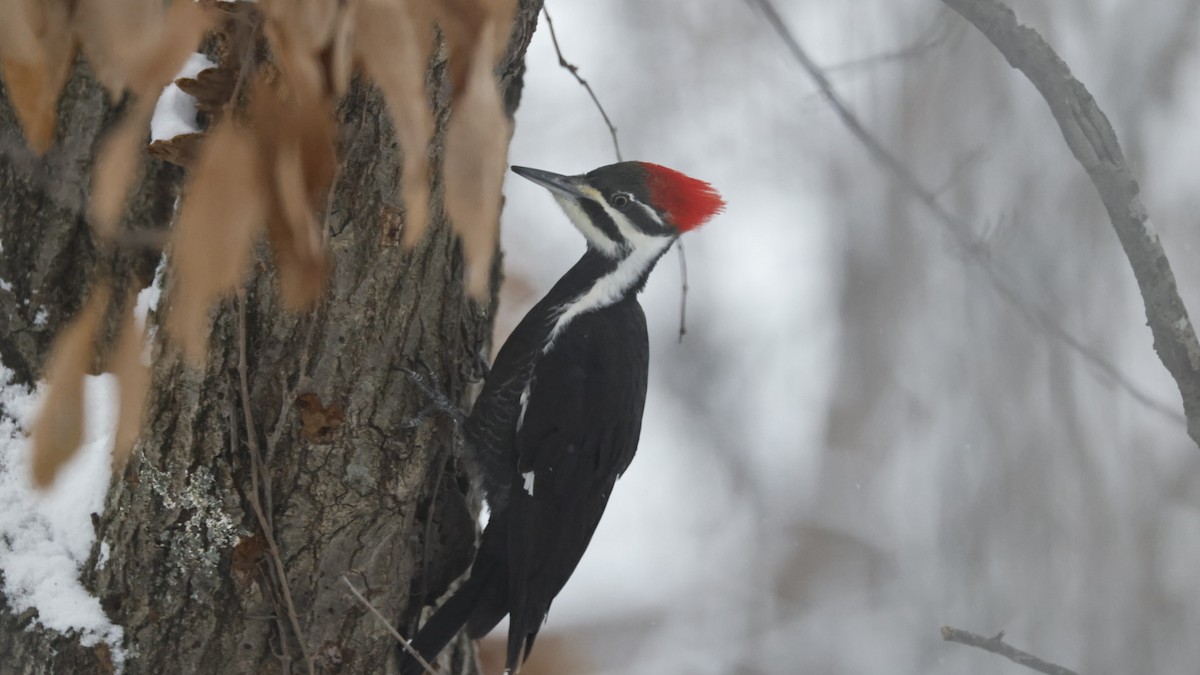 datel chocholatý - ML646562895