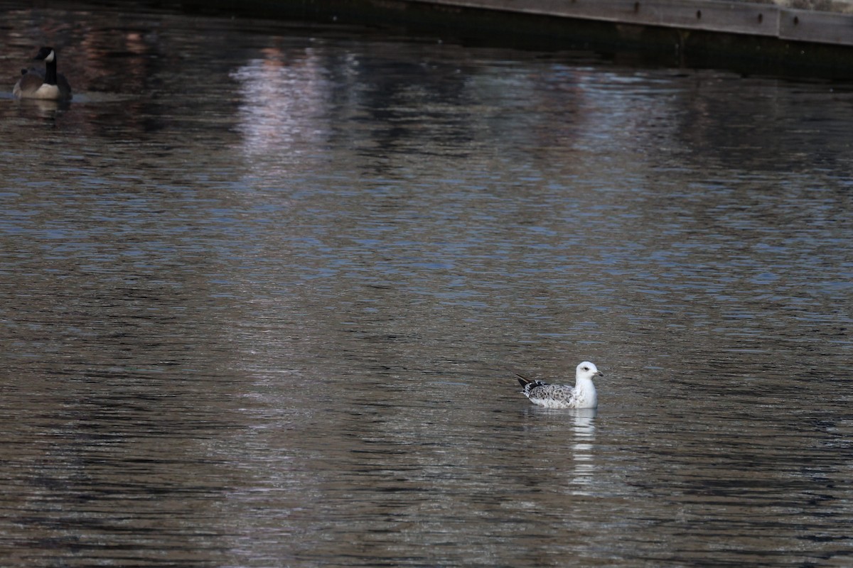 Мартиновий sp. - ML646562897