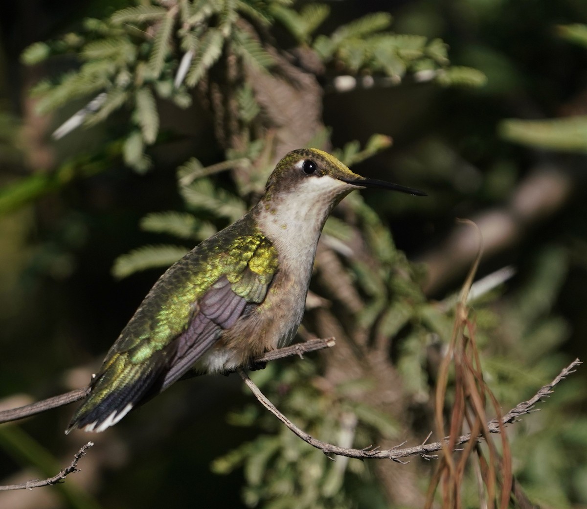 Colibri à gorge rubis - ML646562899
