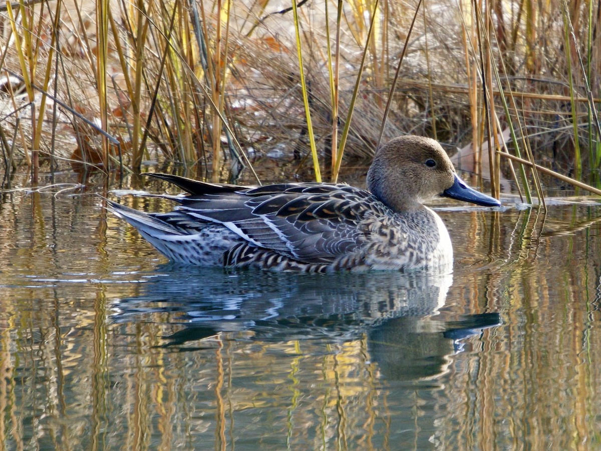 尖尾鴨 - ML646562900