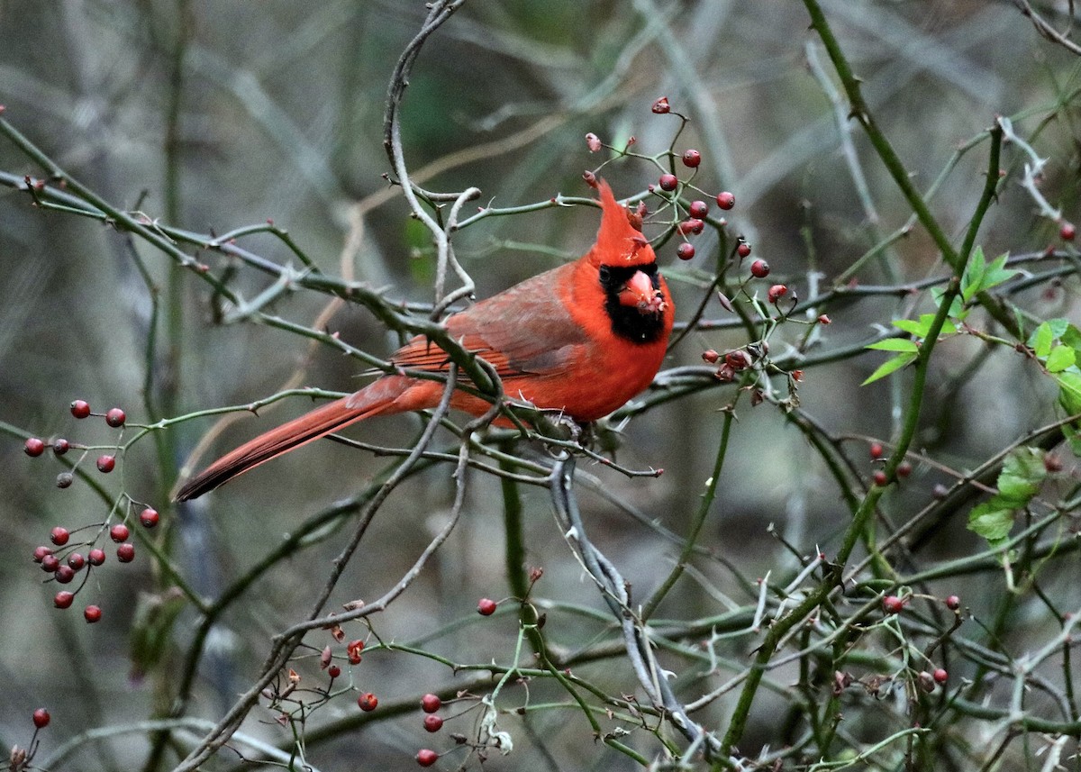 rødkardinal - ML646562901