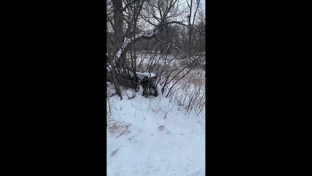 Downy Woodpecker - ML646562903