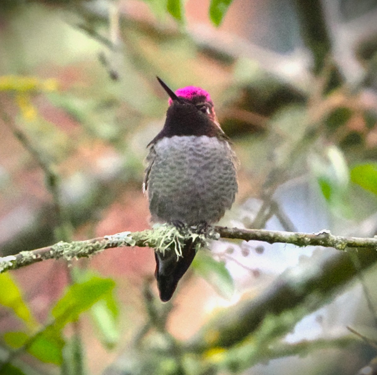 Anna's Hummingbird - ML646562907
