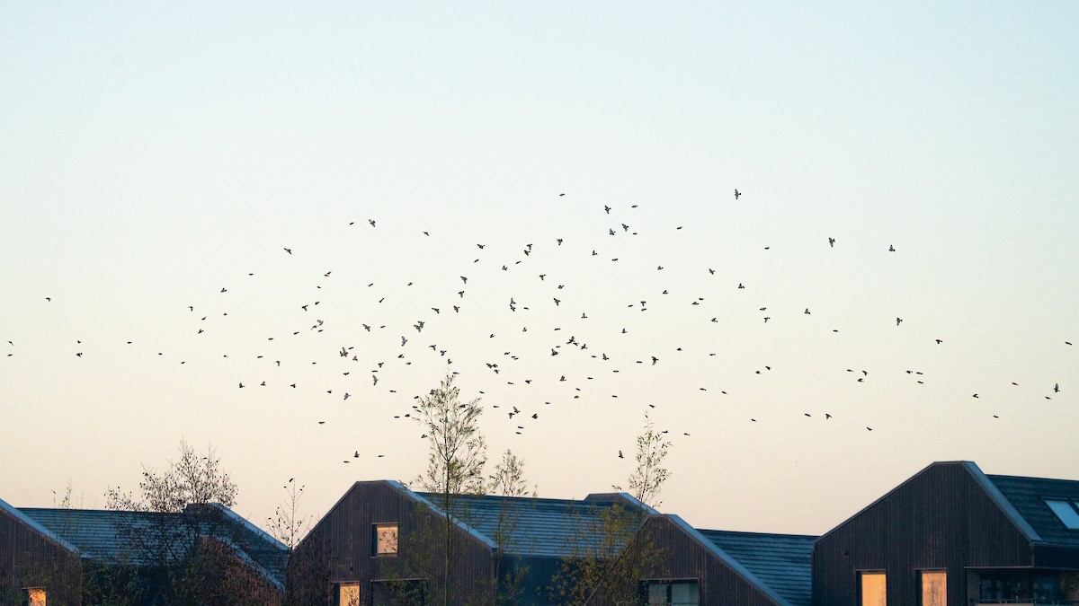European Goldfinch - ML646562910