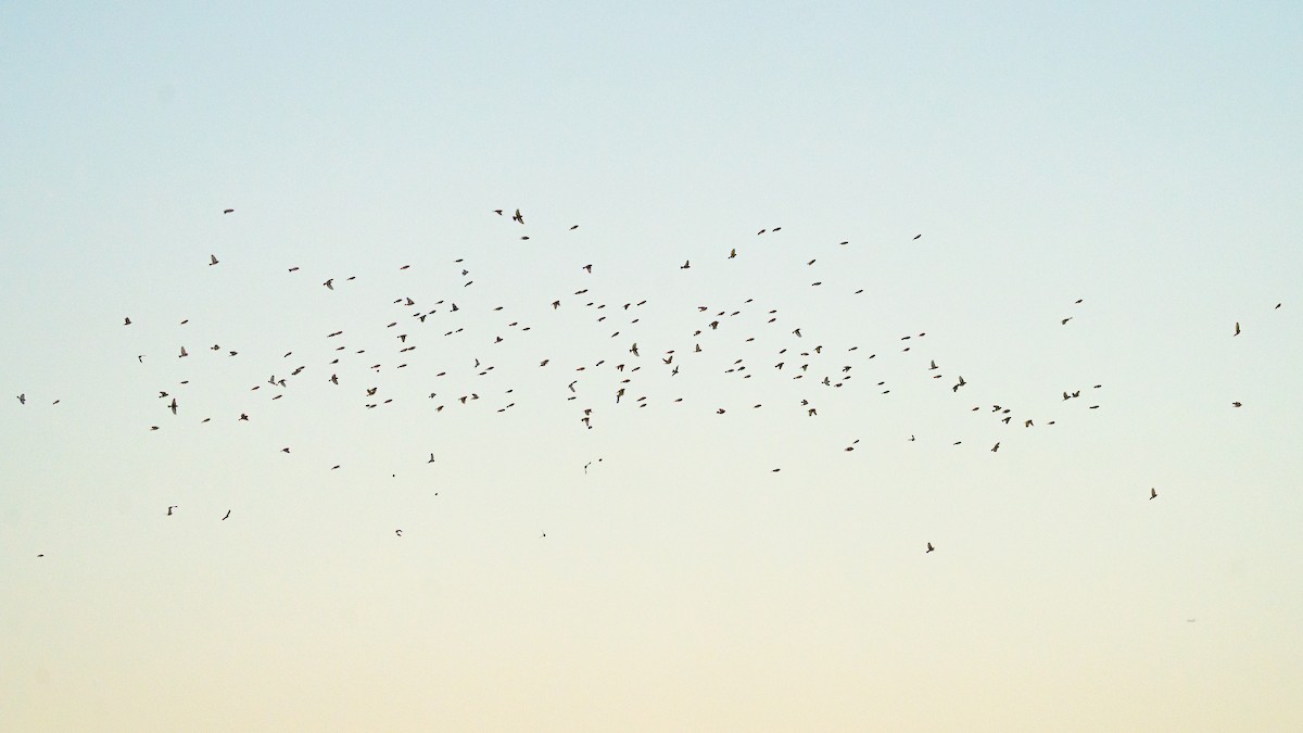 European Goldfinch - ML646562911