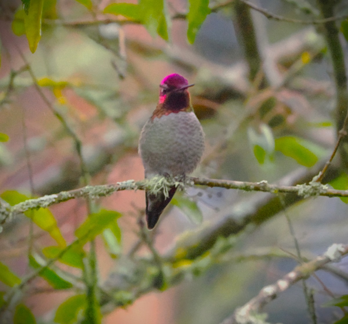 Anna's Hummingbird - ML646562915