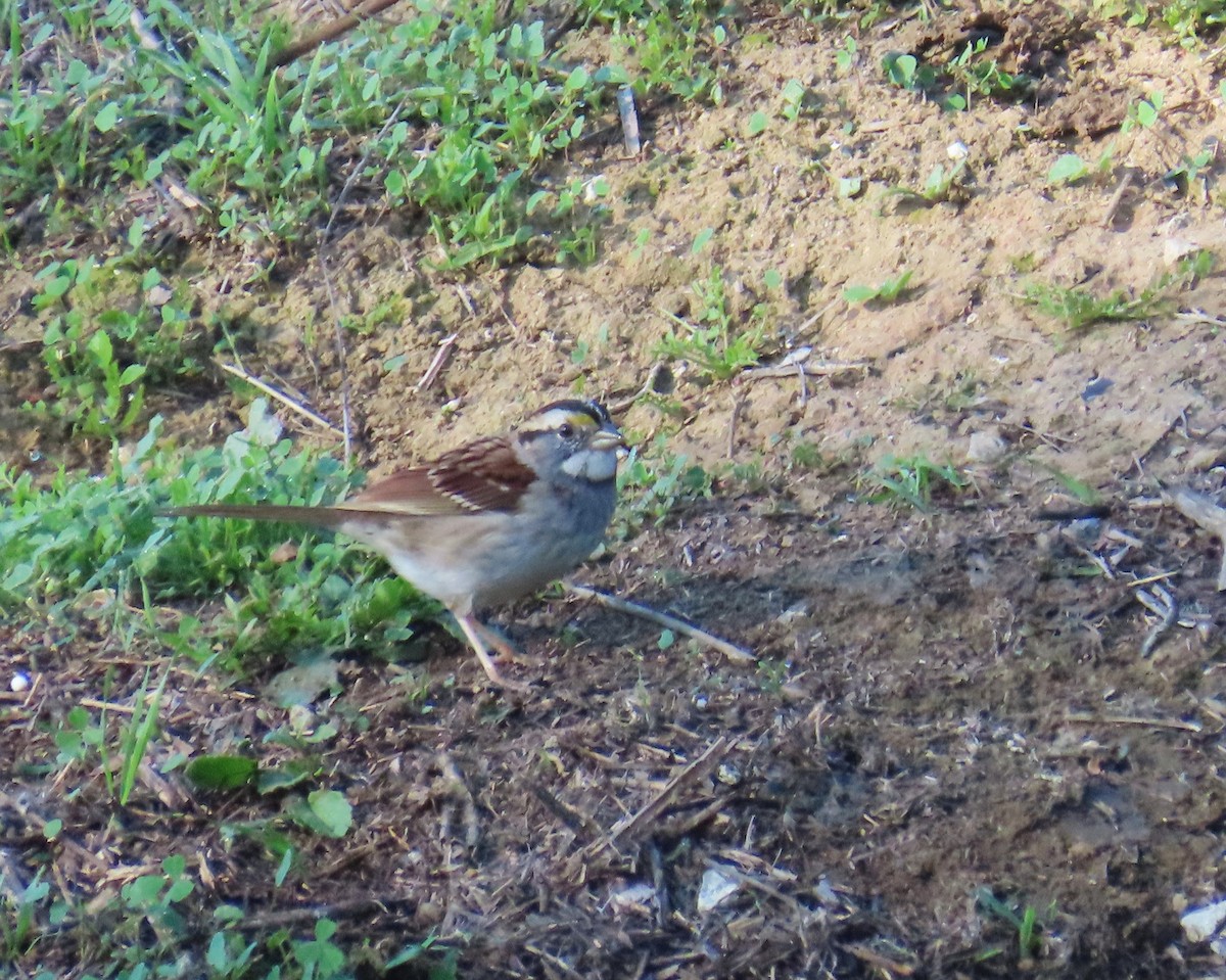 Ak Boğazlı Serçe - ML646562918