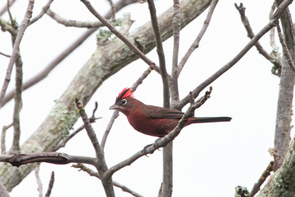 ベニイタダキ - ML646562921