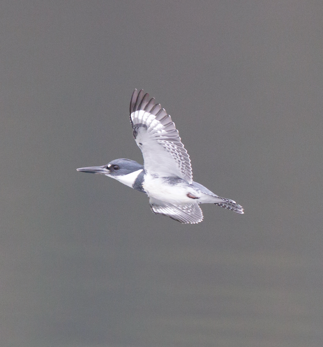 rybařík pruhoprsý - ML646562922