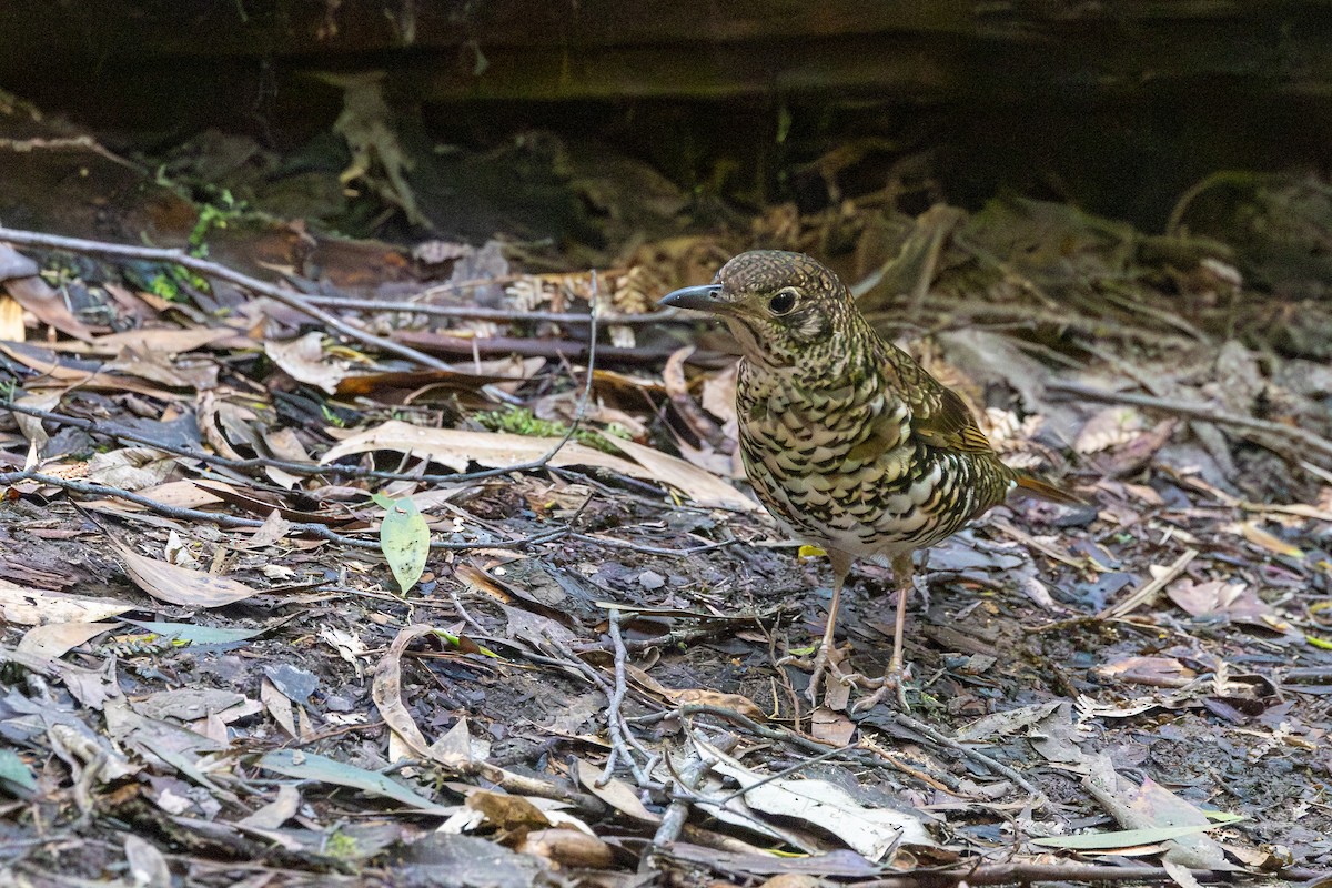 Zorzal Lunado - ML646562923