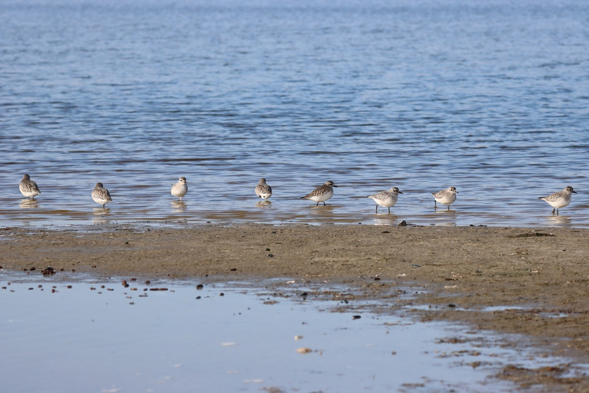Chorlito Gris - ML646562924
