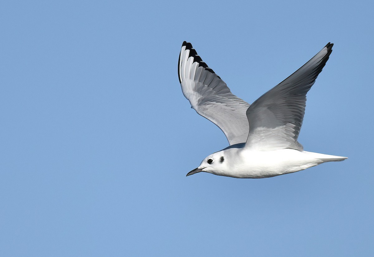 Bonaparte's Gull - ML646562925