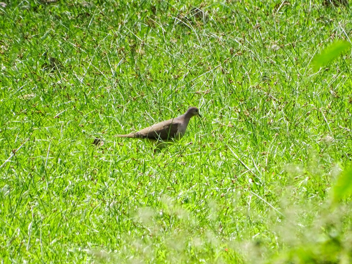 White-tipped Dove - ML646562926