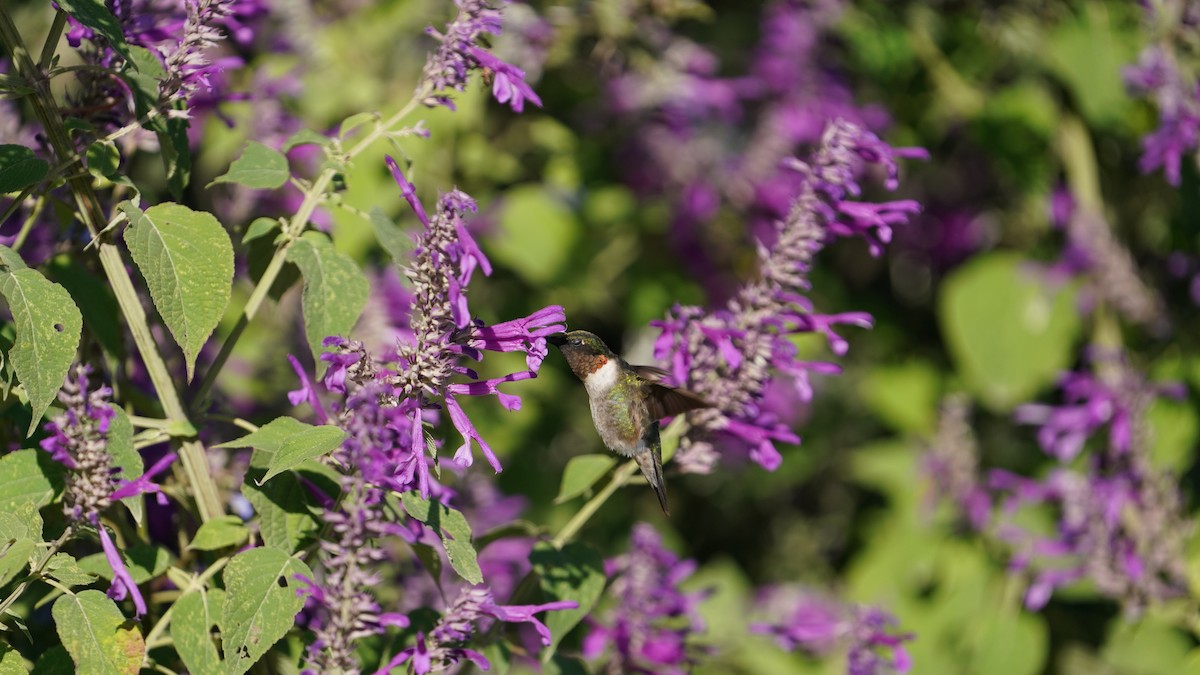 Colibri à gorge rubis - ML646562927