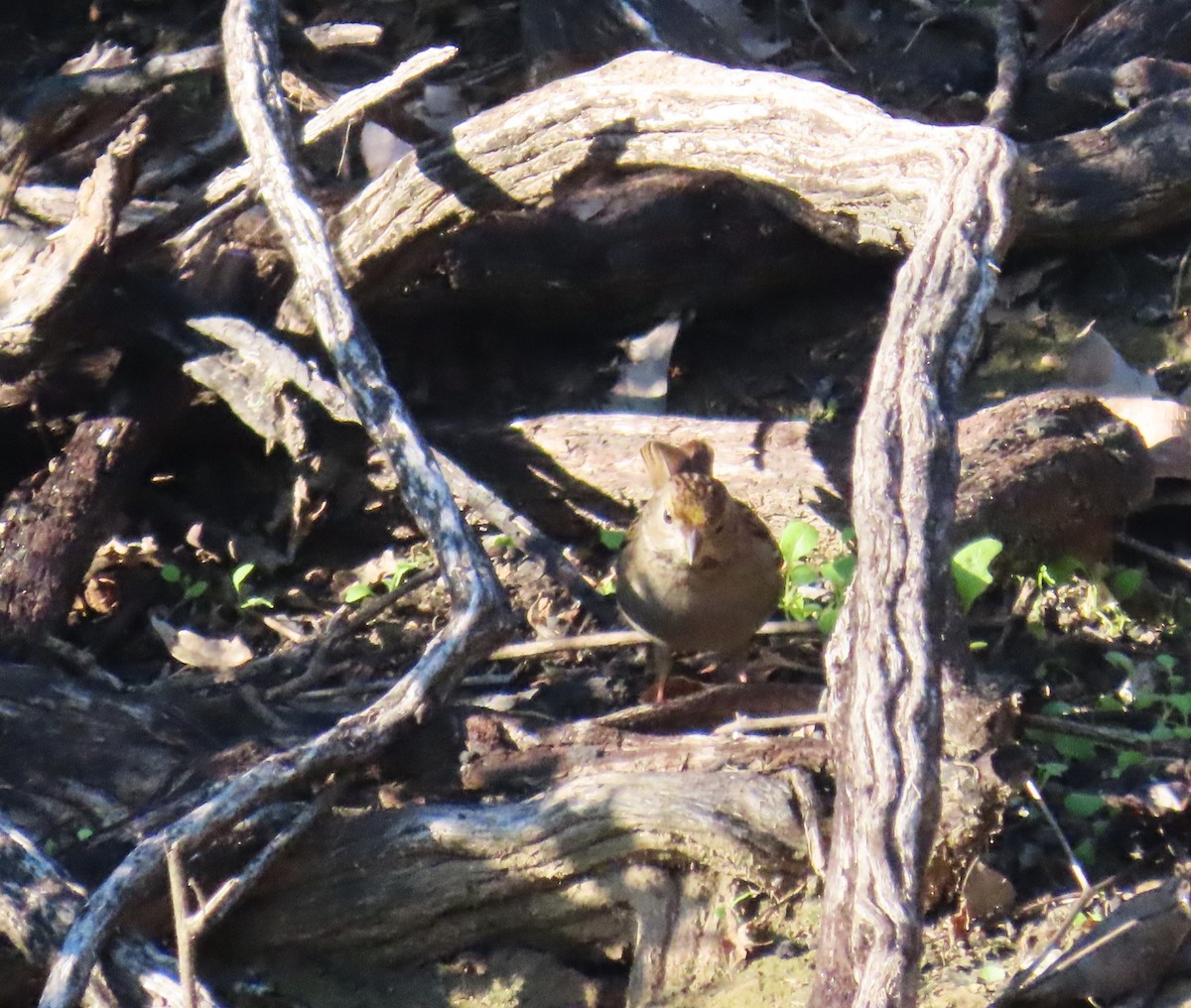 Sarı Tepeli Serçe - ML646562928