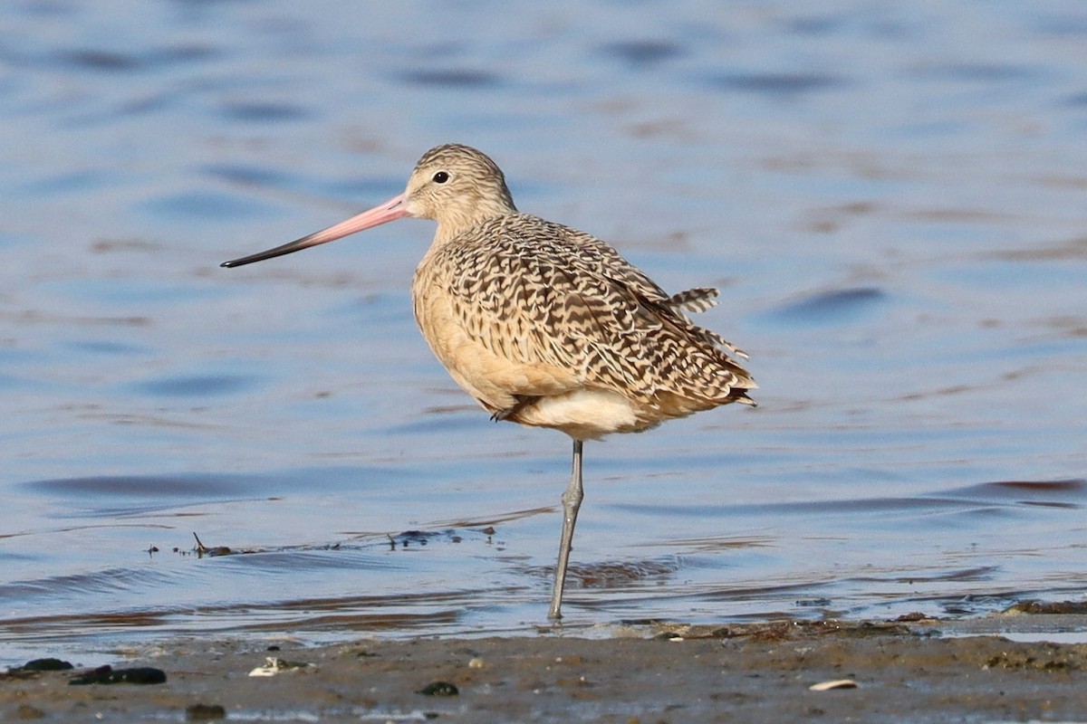 Marbled Godwit - ML646562931