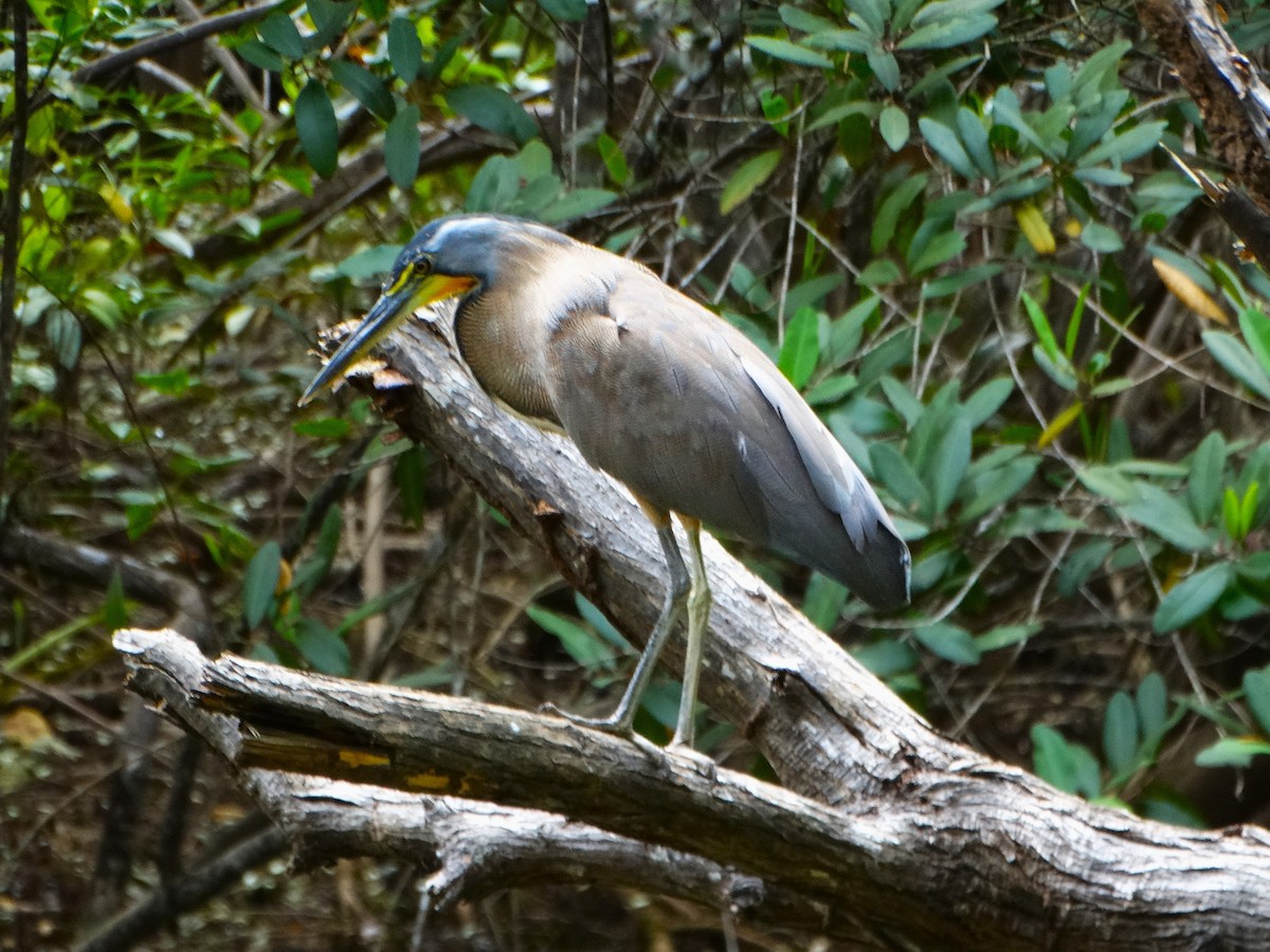 Bare-throated Tiger-Heron - ML646562932