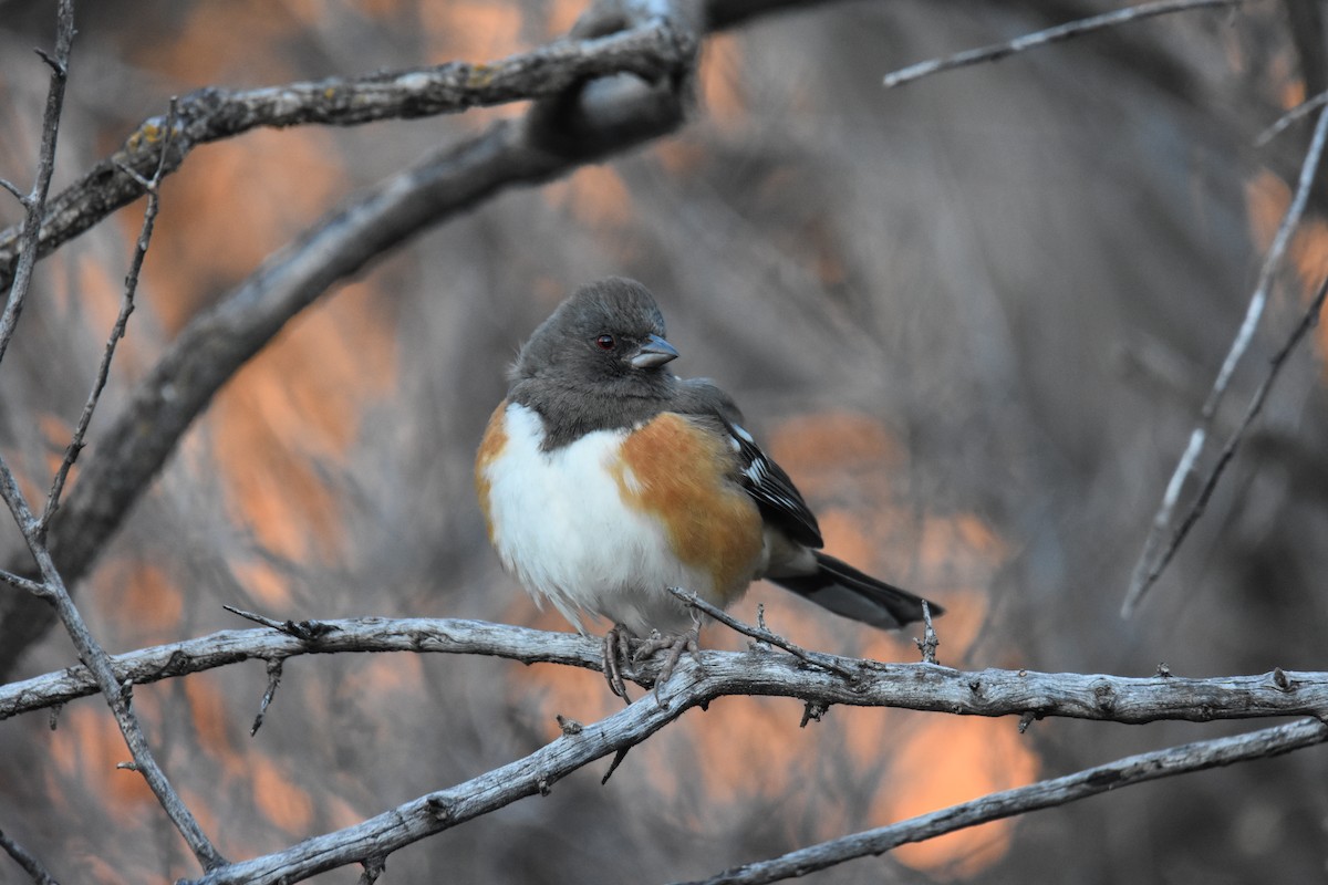 Spotted Towhee - ML646562933
