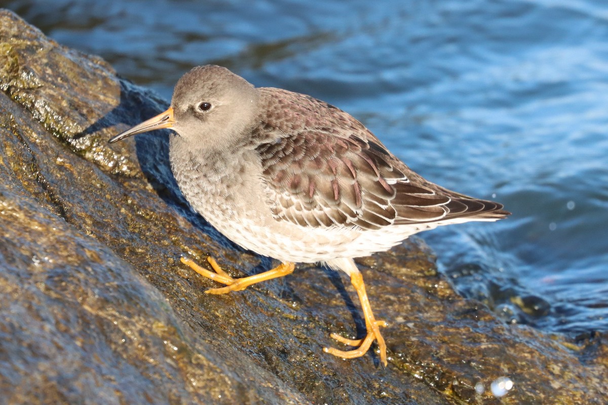 Purple Sandpiper - ML646562934
