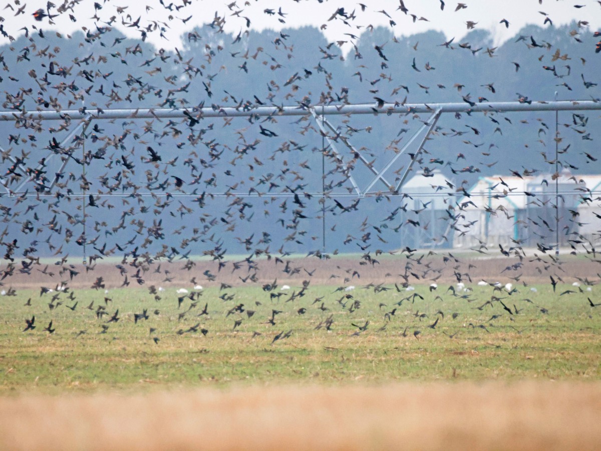Red-winged Blackbird - ML646562935