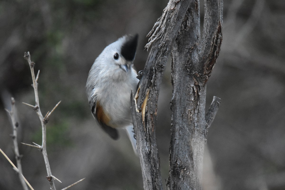 Black-crested Titmouse - ML646562936