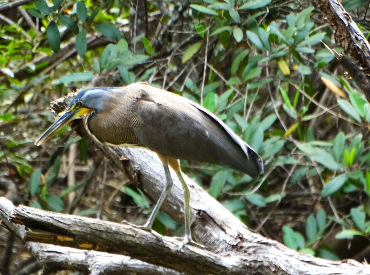Bare-throated Tiger-Heron - ML646562937