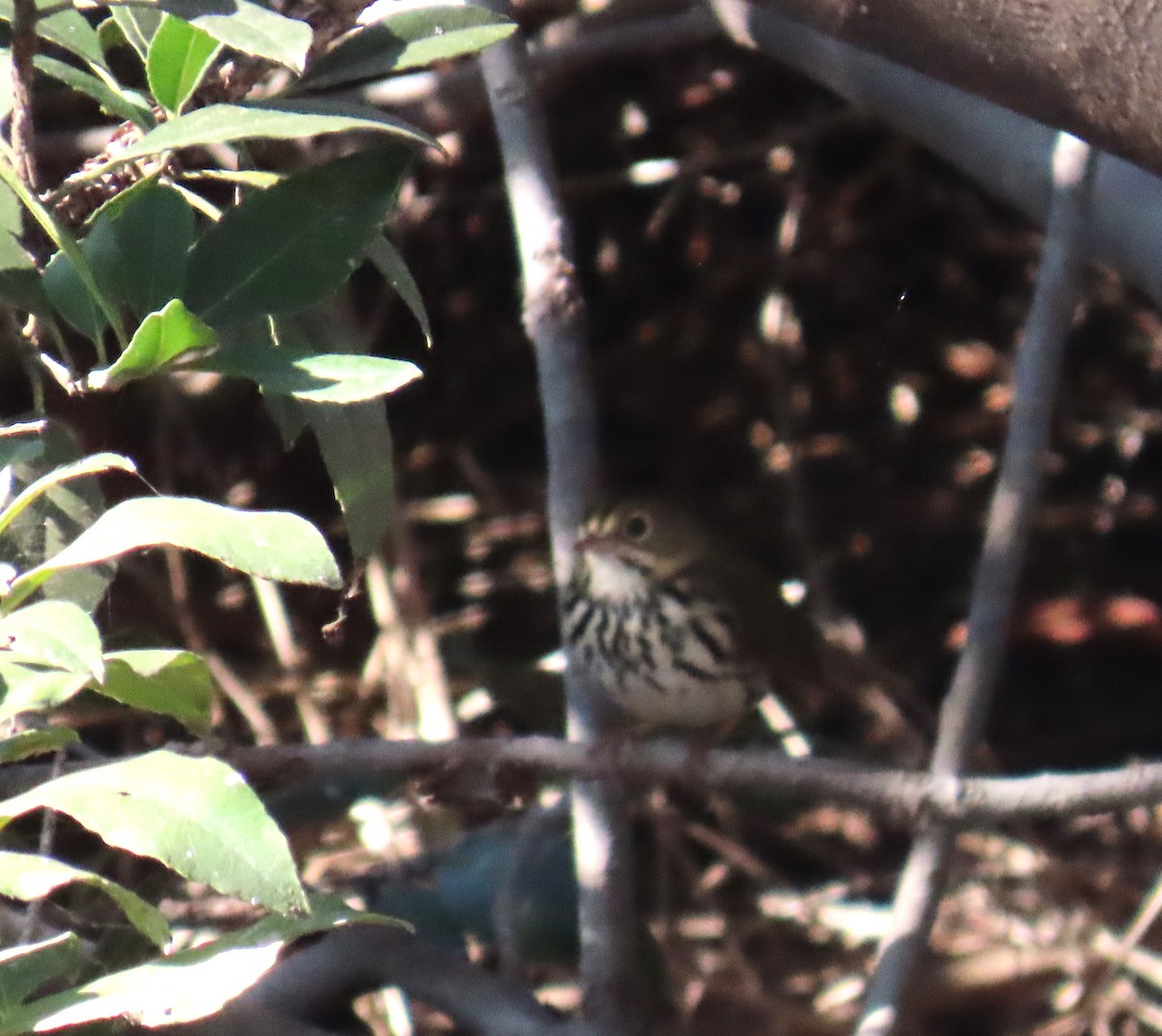 Fırıncı Ötleğen - ML646562938