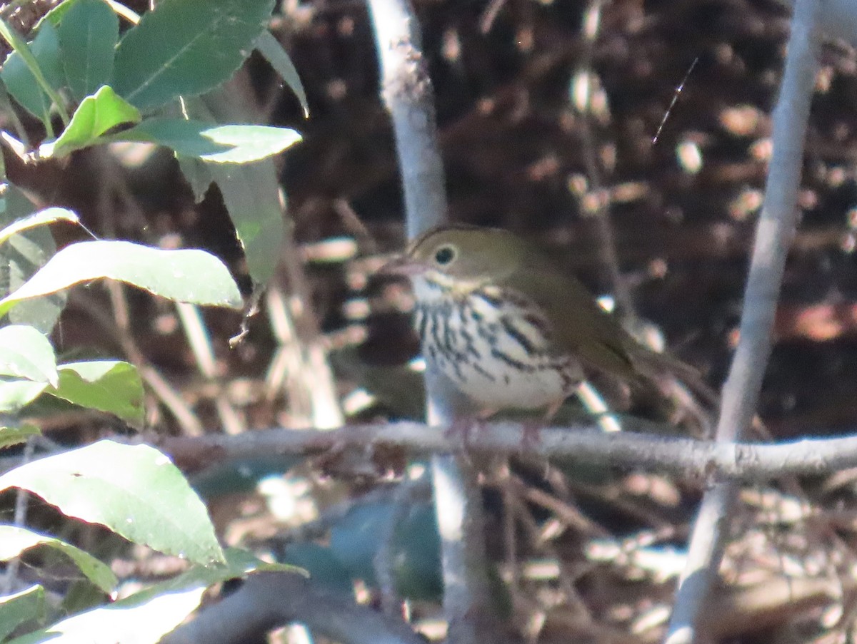 Fırıncı Ötleğen - ML646562946