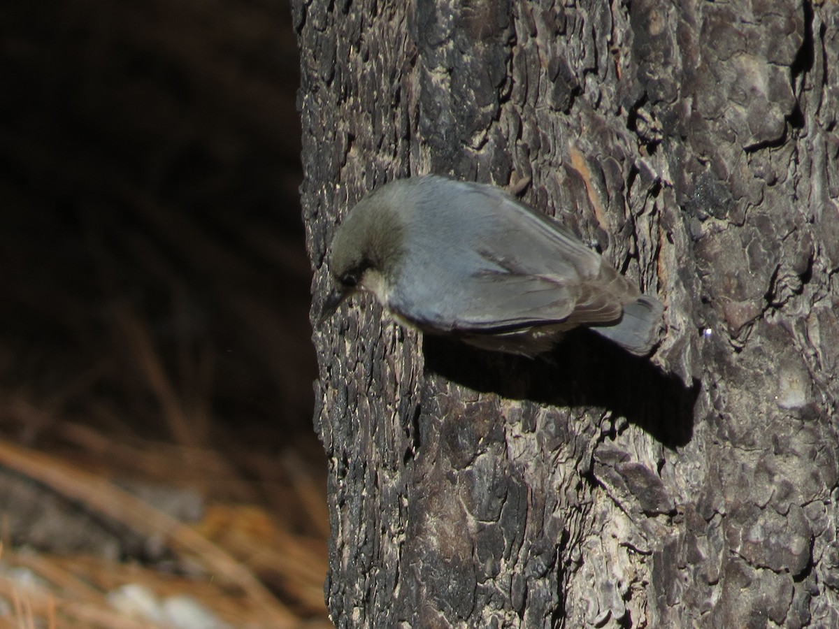 Pygmy Nuthatch - ML646562947