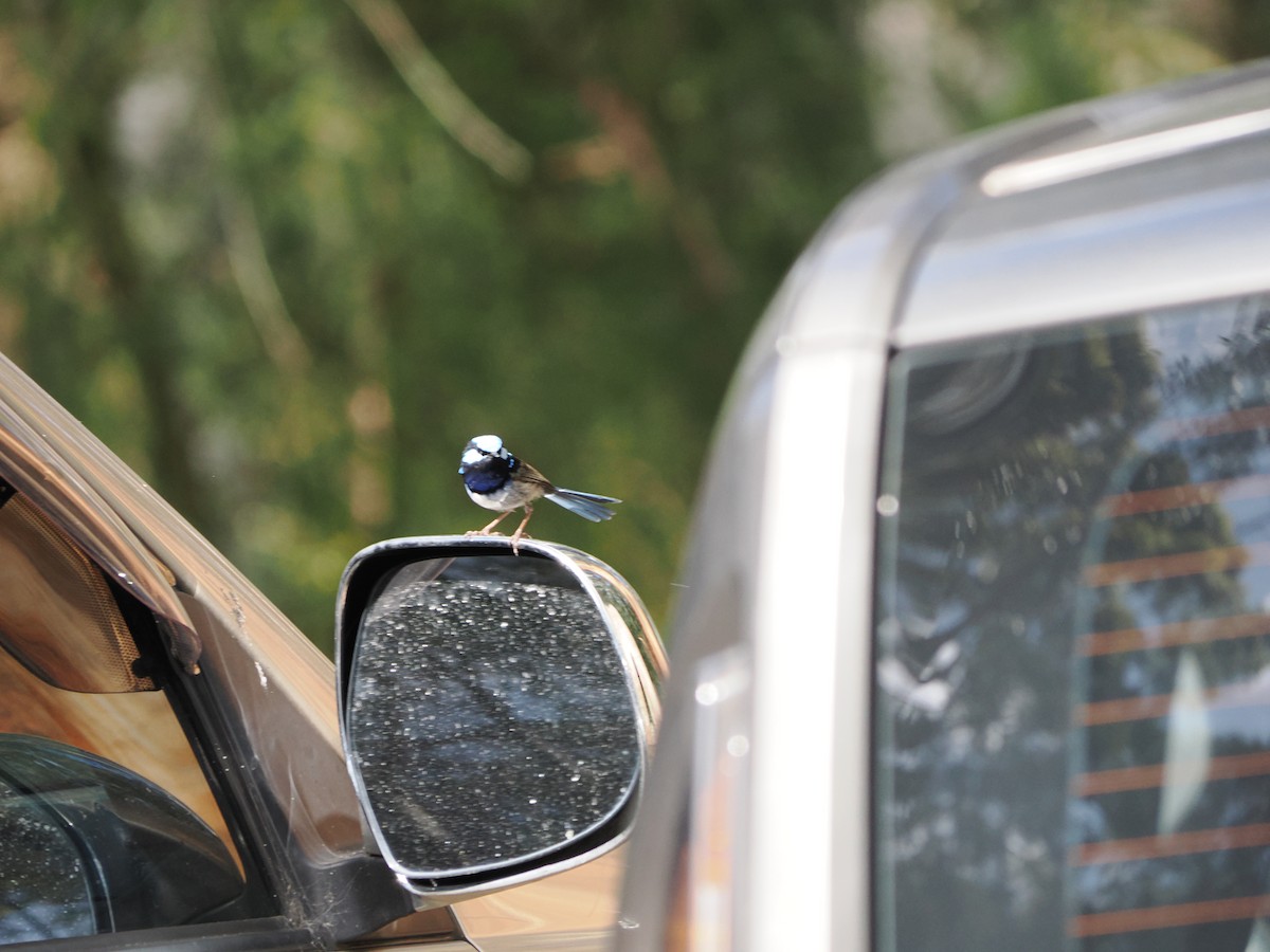 Muhteşem Peribülbülü - ML646562949