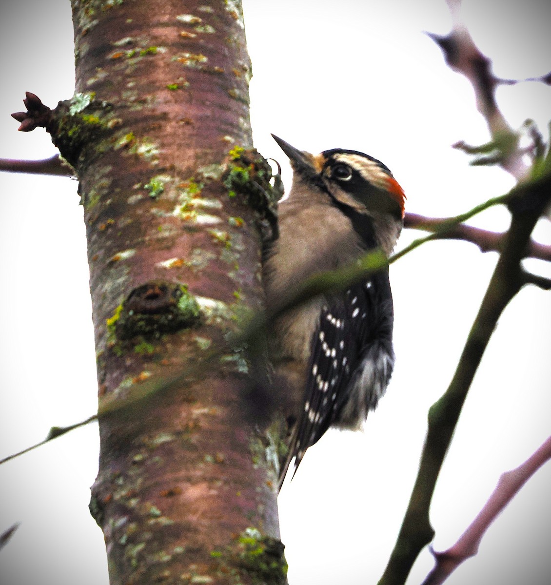 Downy Woodpecker - ML646562953