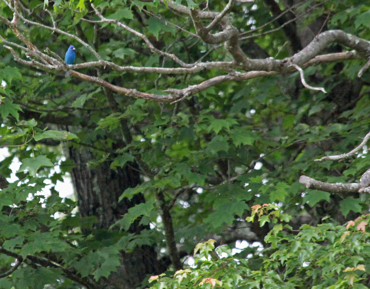 Indigo Bunting - ML646562955