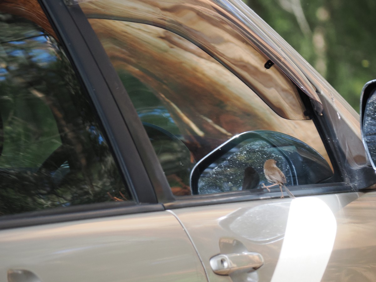 Muhteşem Peribülbülü - ML646562958