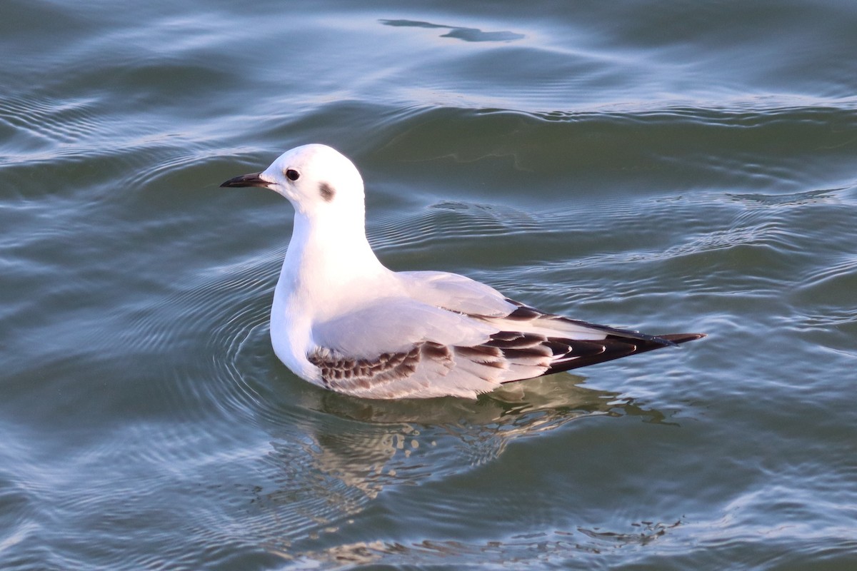 שחף אמריקני - ML646562959