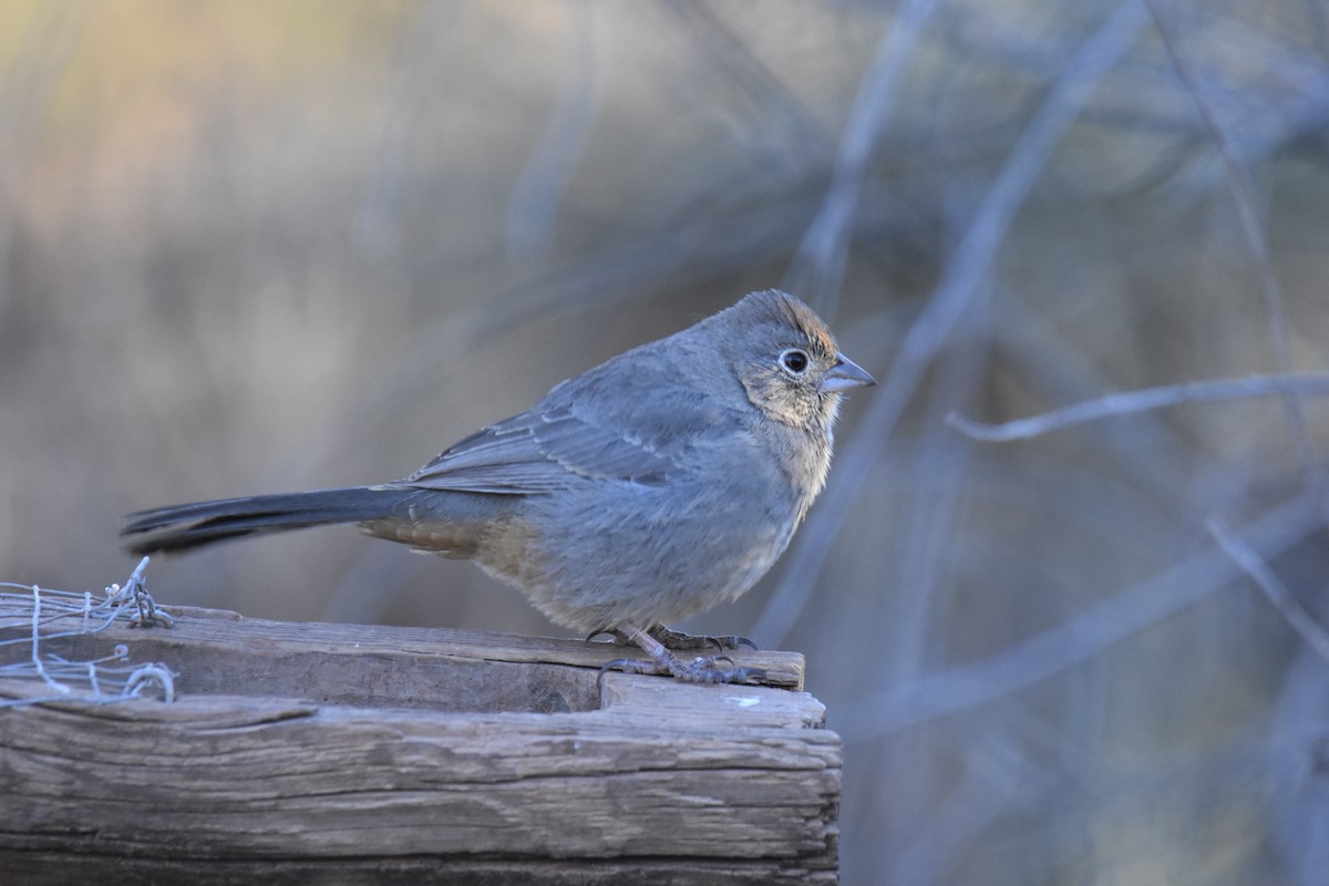 Canyon Towhee - ML646562960