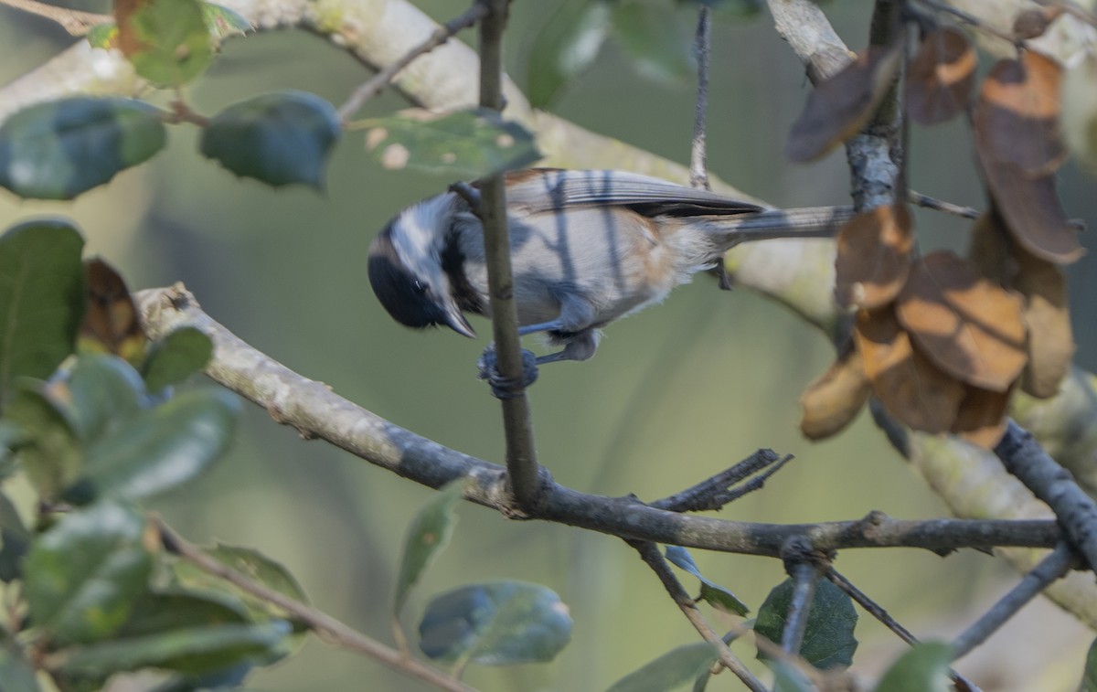 Rotrückenmeise - ML646562963