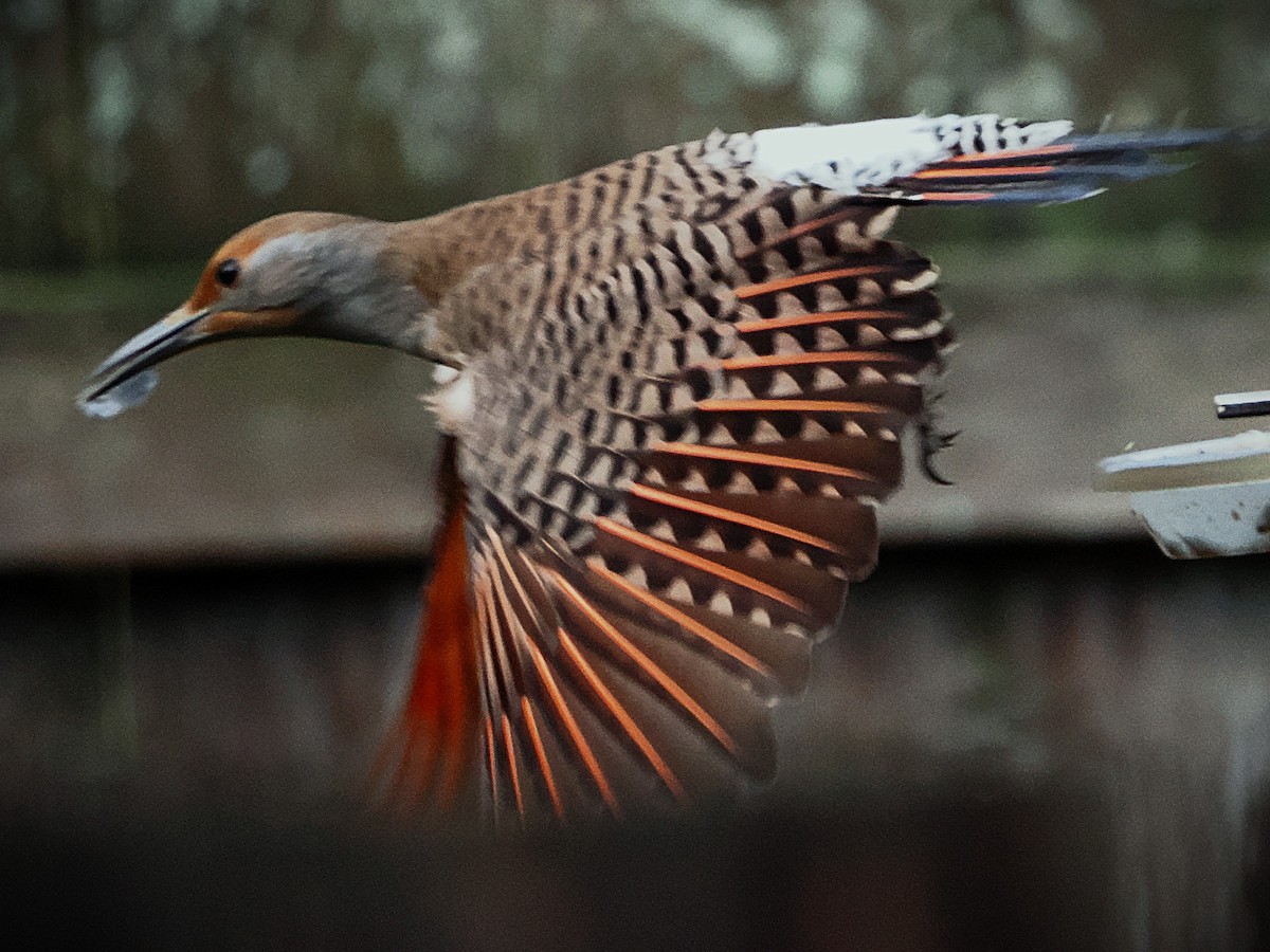 Northern Flicker - ML646562973