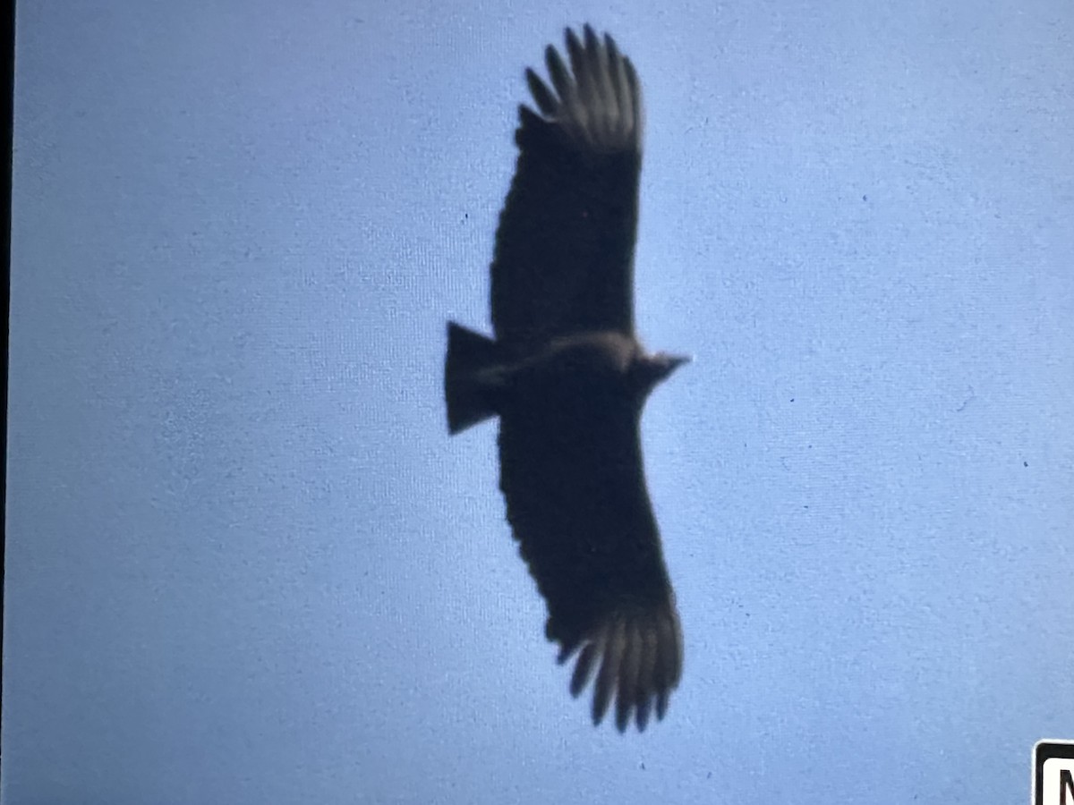 Urubu noir - ML646562980