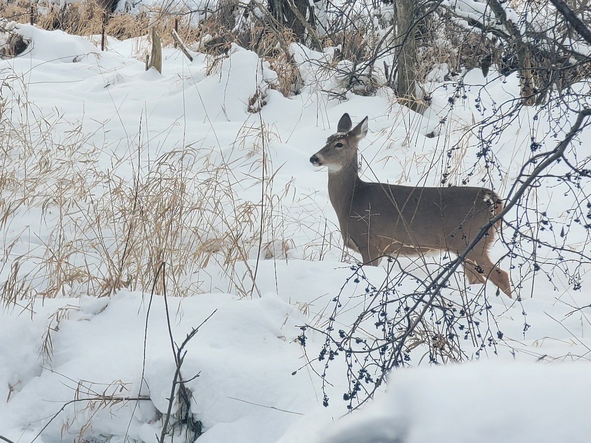 White-tailed Deer - ML646562983